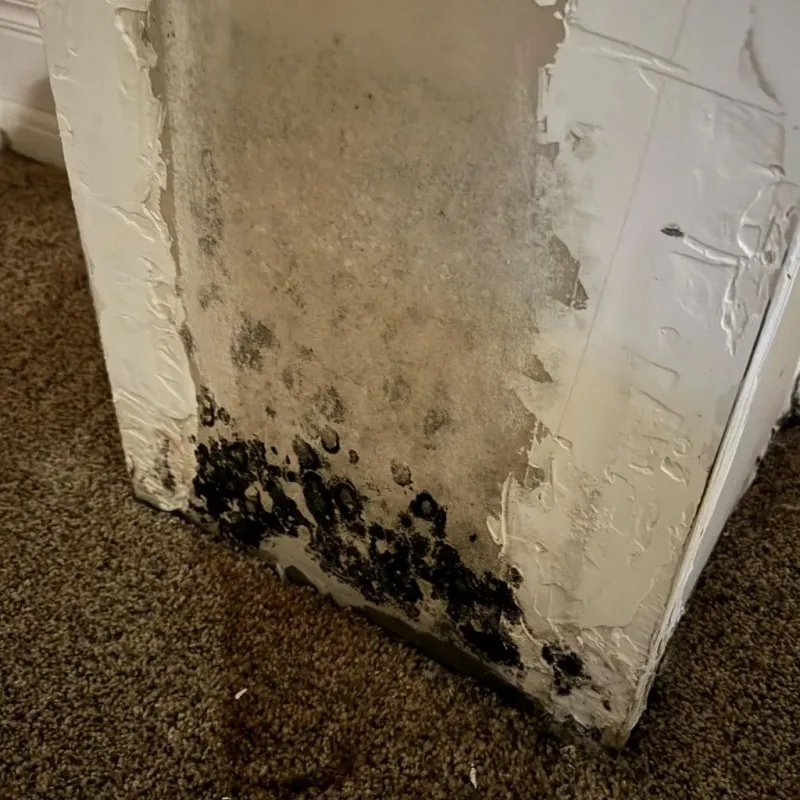 Professional Mold Removal in High Point, FL